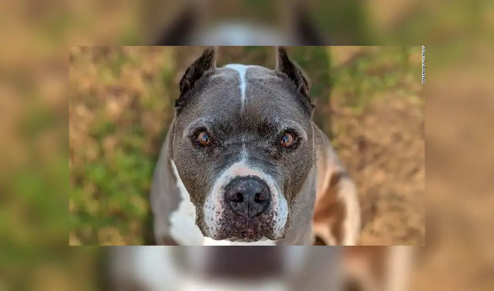 En Facebook, un perro tuvo que esperar por un largo tiempo para recibir el cariño y amor de una familia.