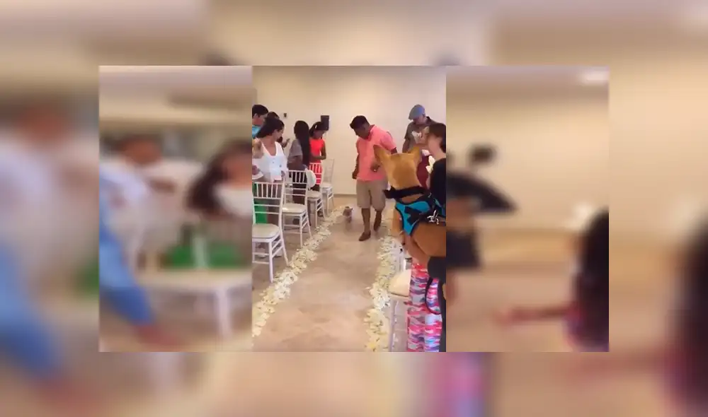 En YouTube, unos jóvenes decidieron unir a sus queridas mascotas en matrimonio y organizaron una especial ceremonia. En YouTube, unos jóvenes decidieron unir a sus queridas mascotas en matrimonio y organizaron una especial ceremonia.