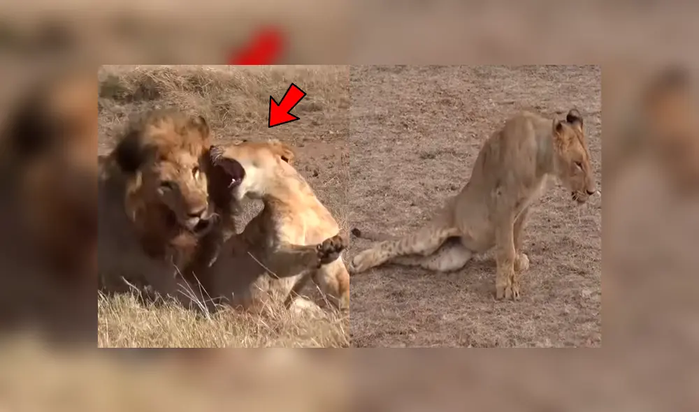 YouTube viral: León ‘macho alfa’ destruye columna de aprendiz que intentó quitarse su presa [VIDEO] 