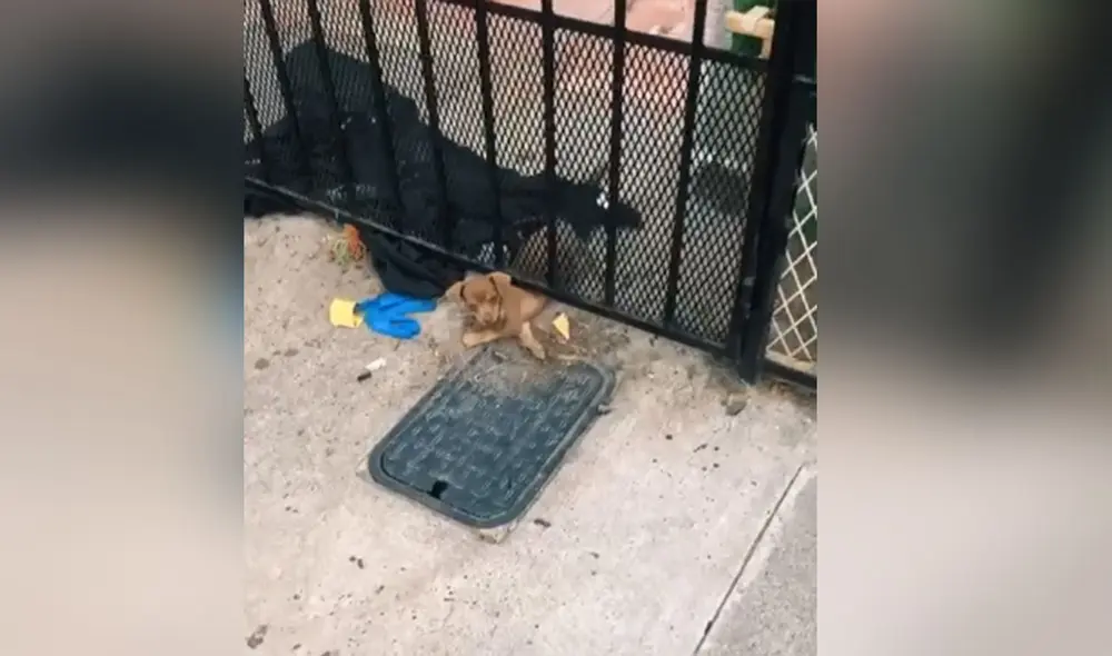 Desliza hacia la izquierda para ver más detalles sobre esta conmovedora escena. Foto: captura de TikTok Desliza hacia la izquierda para ver más detalles sobre esta conmovedora escena. Foto: captura de TikTok