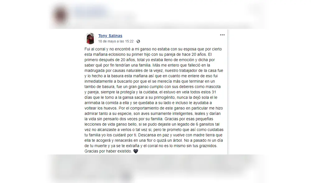 A través de Facebook se hizo viral la historia de un joven, quien le hizo un funeral a su ganso. A través de Facebook se hizo viral la historia de un joven, quien le hizo un funeral a su ganso.
