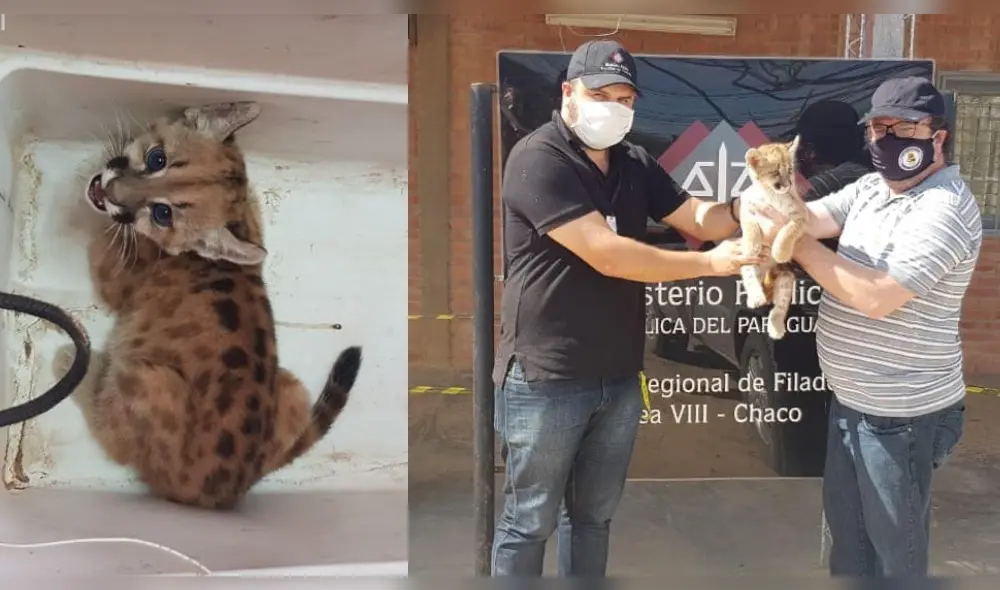 El ejemplar quedó a cargo del propietario del refugio para animales “Urutau”. (Foto: Facebook Ministerio Público de Paraguay)