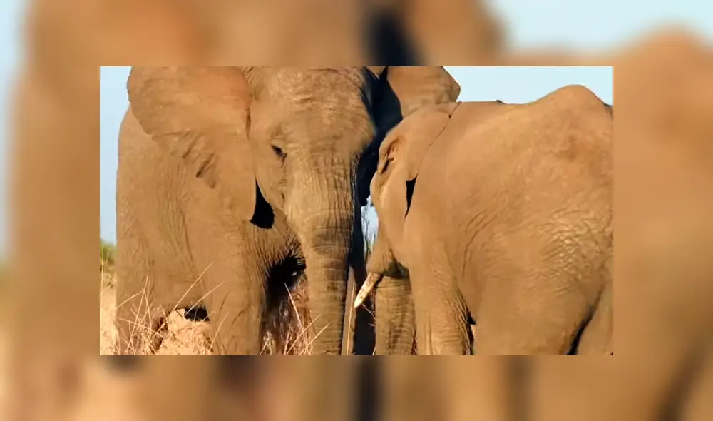 El elefante vencedor sufrió las consecuencias del enfrentamiento.