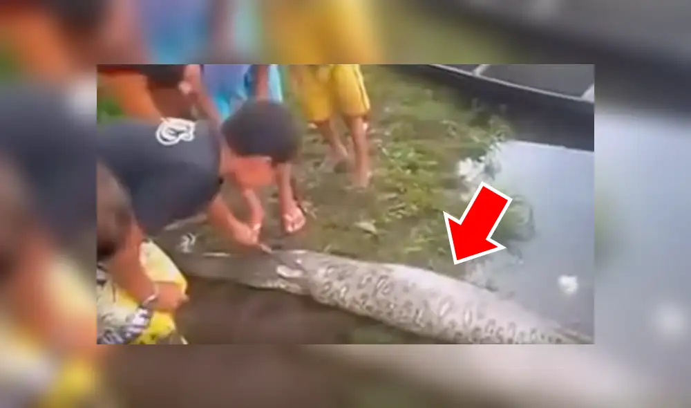 YouTube viral: cercenan el cuerpo de serpiente y encuentran increíble criatura dentro [VIDEO]
