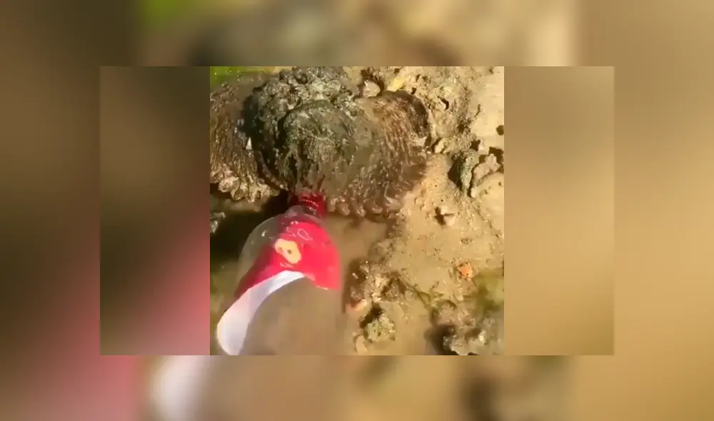 YouTube viral: se topa con misteriosa ‘piedra’ en charco de agua, se acerca y descubre algo insólito YouTube viral: se topa con misteriosa ‘piedra’ en charco de agua, se acerca y descubre algo insólito