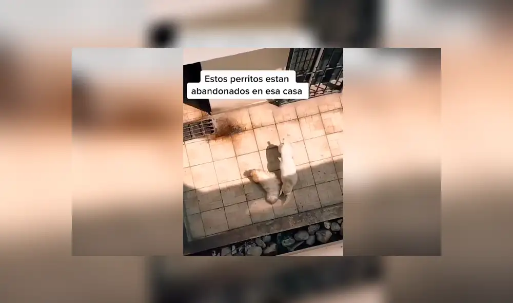 Desliza las imágenes hacia la izquierda para observar la noble acción de un joven para ayudar a unos indefensos perros. Desliza las imágenes hacia la izquierda para observar la noble acción de un joven para ayudar a unos indefensos perros.