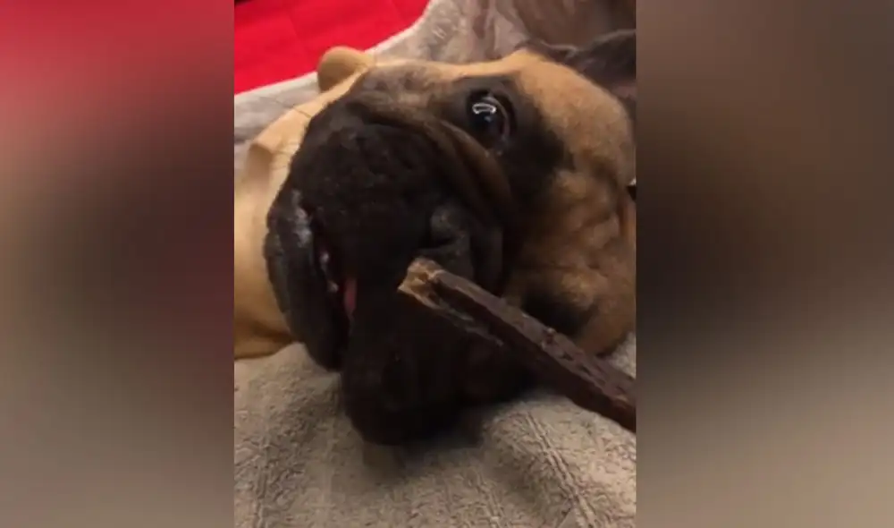 Desliza las imágenes para ver más detalles  sobre esta graciosa escena en la que un perrito no se resiste al olor de su golosina favorita. Foto: captura de YouTube