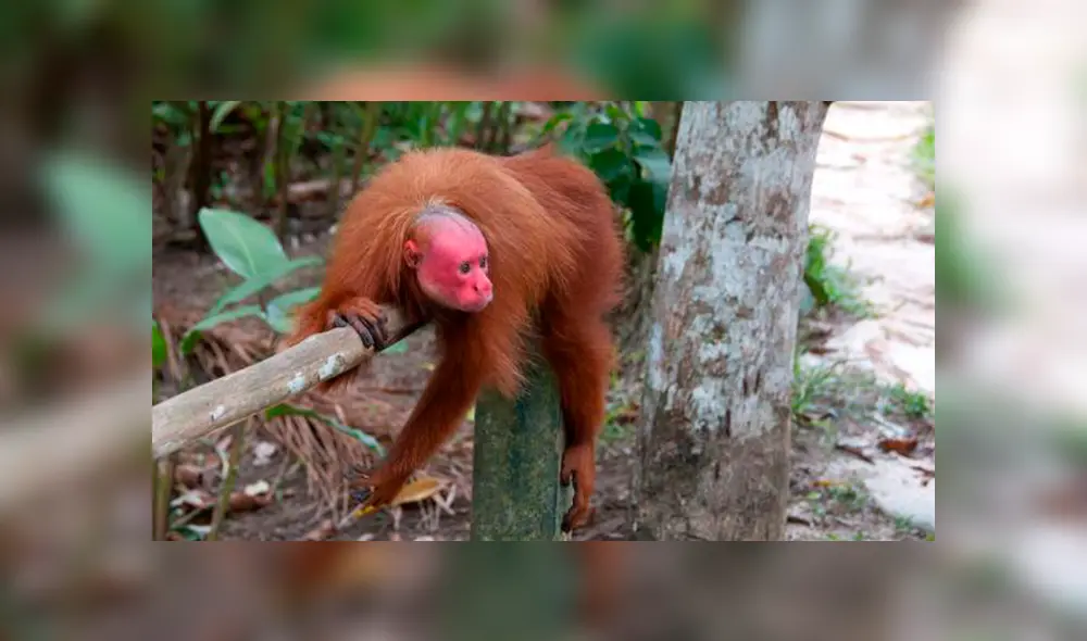 20 Animales en peligro de extinción y extintos en Perú 2019 [FOTOS]