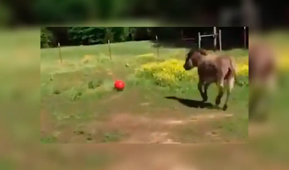 YouTube viral: Burro se comporta como tierno perrito cuando le lanzan una pelota [VIDEO]