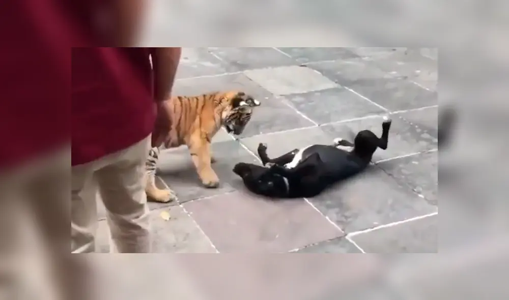 Perro se topa por primera vez con tigres y tiene inesperada reacción Perro se topa por primera vez con tigres y tiene inesperada reacción