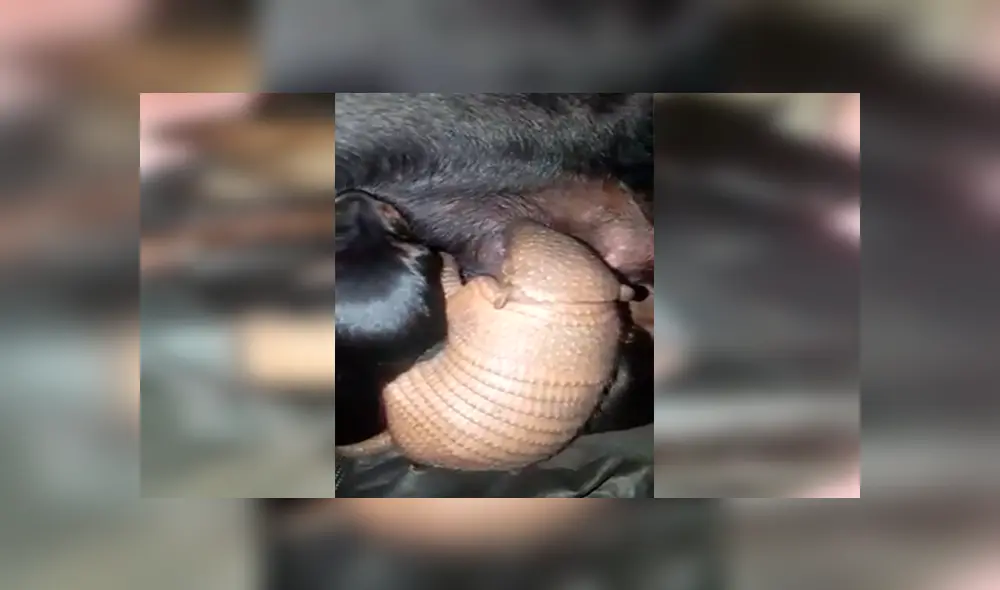 En Facebook, un chico descubrió que su perrita protegió a un tierno animal y le brindó un nuevo hogar. En Facebook, un chico descubrió que su perrita protegió a un tierno animal y le brindó un nuevo hogar.