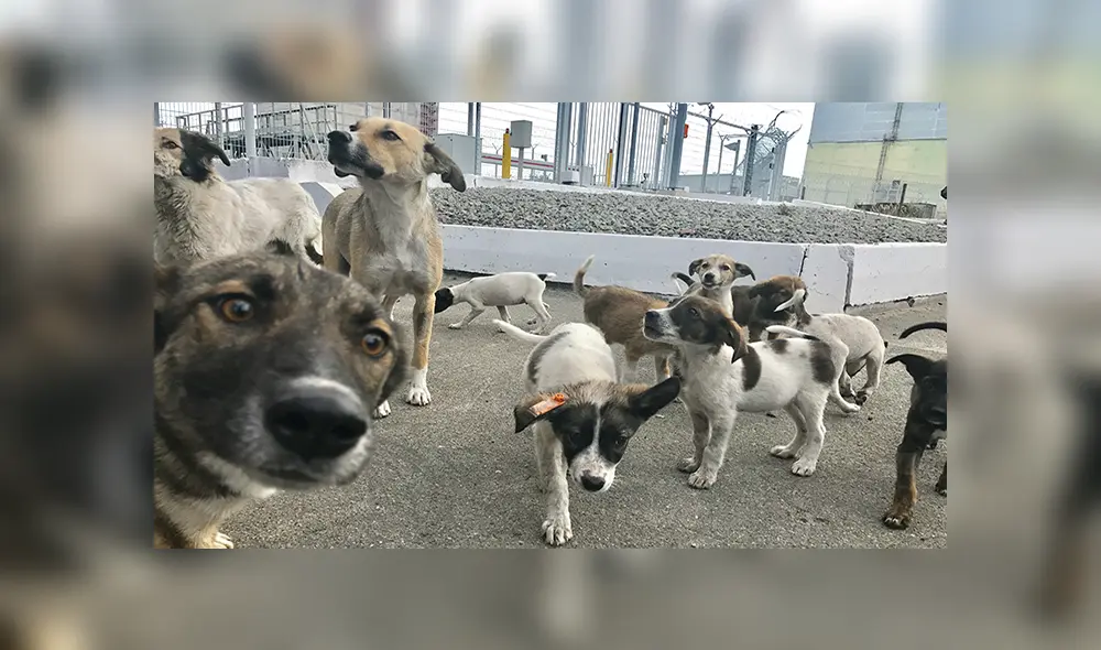 Chernobyl: el cruel destino de los perros radioactivos tras el accidente nuclear