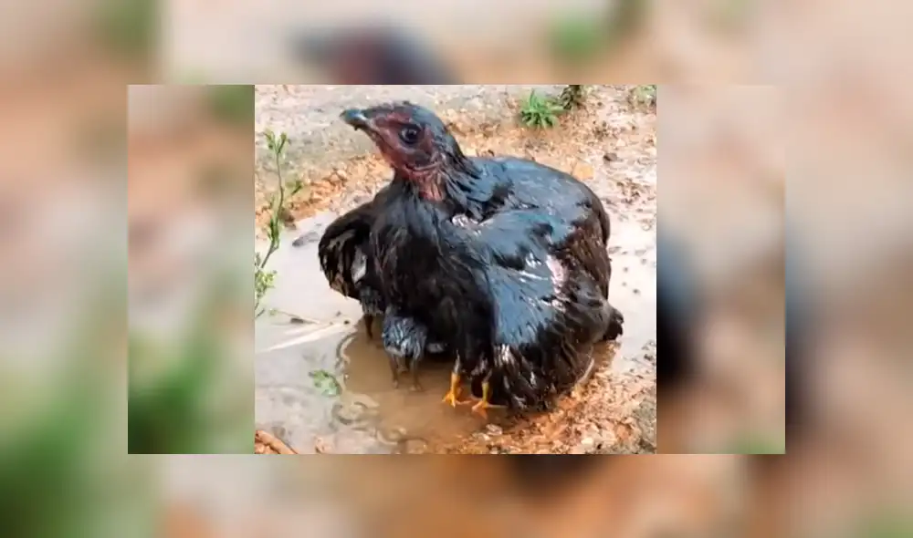 Facebook viral: se topa con peculiar ‘criatura’ alada, se acerca y descubre tierna escena que conmueve a miles Facebook viral: se topa con peculiar ‘criatura’ alada, se acerca y descubre tierna escena que conmueve a miles