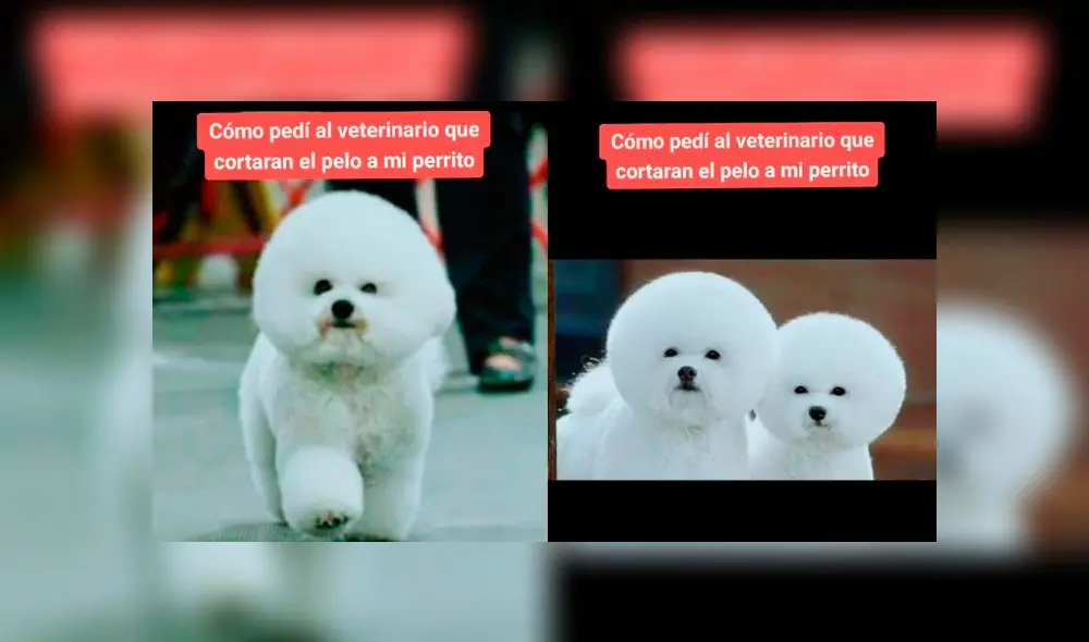 Desliza las imágenes para ver el desastroso resultado de este 'cambio de look' que le hizo a su perro. Foto: Diana Helman/TikTok