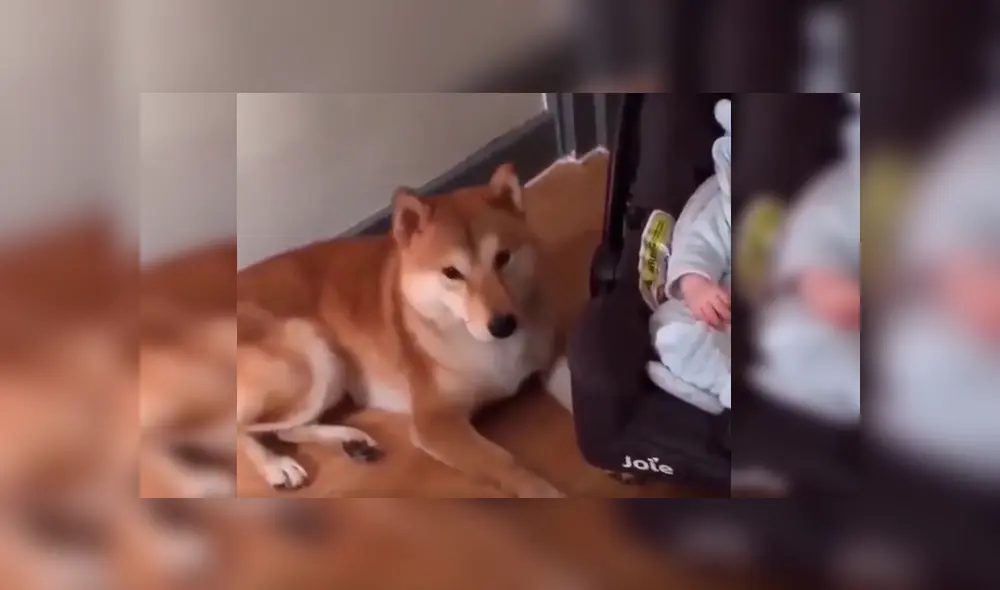 Mamá dejó prendida la cámara de su celular y cuando revisó las imágenes se llevó una gran sorpresa al ver singular episodio entre su bebé y su mascota. Video es viral en Facebook Mamá dejó prendida la cámara de su celular y cuando revisó las imágenes se llevó una gran sorpresa al ver singular episodio entre su bebé y su mascota. Video es viral en Facebook