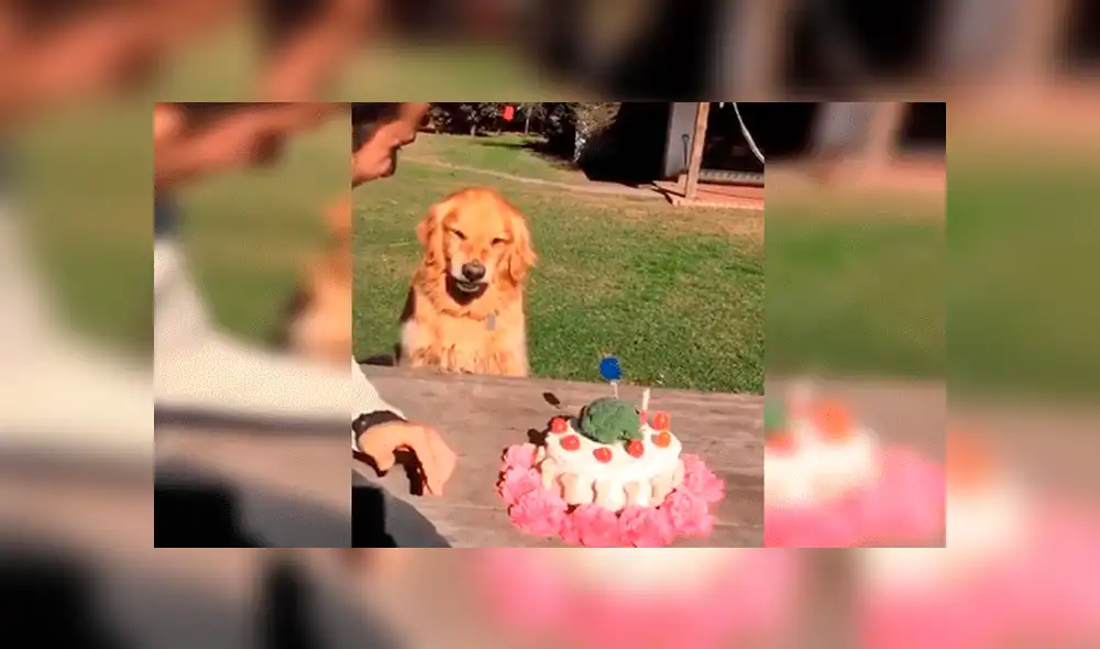 YouTube viral: hombre intenta quitarle la torta a su perro ‘cumpleañero’ y este enfurece 