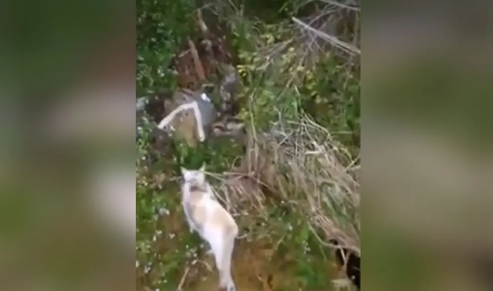 Desliza las imágenes para conocer la conmovedora historia de esta gatita que hizo de todo por buscar ayuda para sus bebés recién nacidos. Foto: captura de YouTube