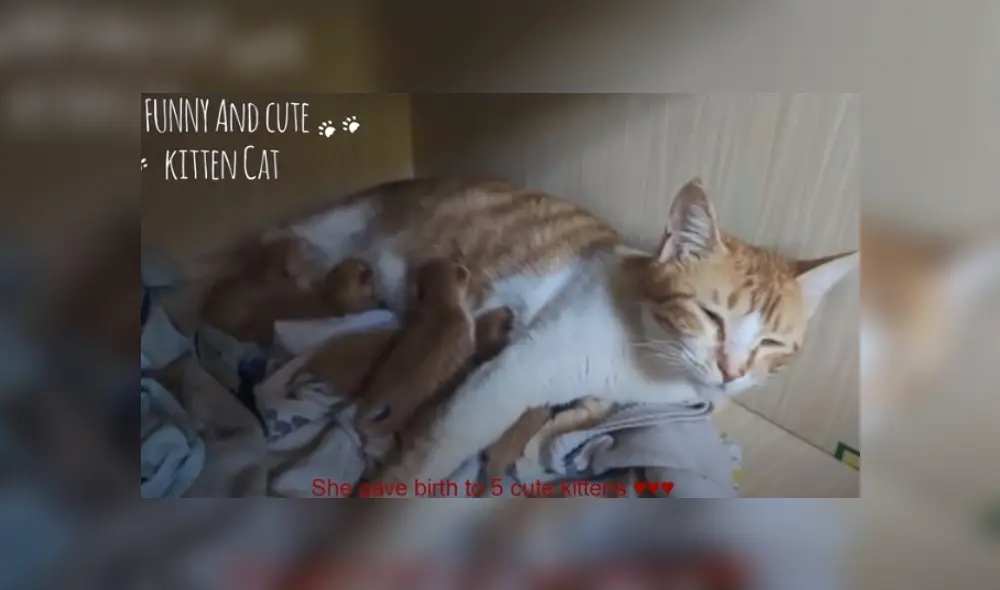 Video es viral en YouTube. Horas antes de parir, la felina guio a su propietario hasta el lugar que había preparado para traer al mundo a sus críos. Fotocaptura. YouTube Video es viral en YouTube. Horas antes de parir, la felina guio a su propietario hasta el lugar que había preparado para traer al mundo a sus críos. Fotocaptura. YouTube