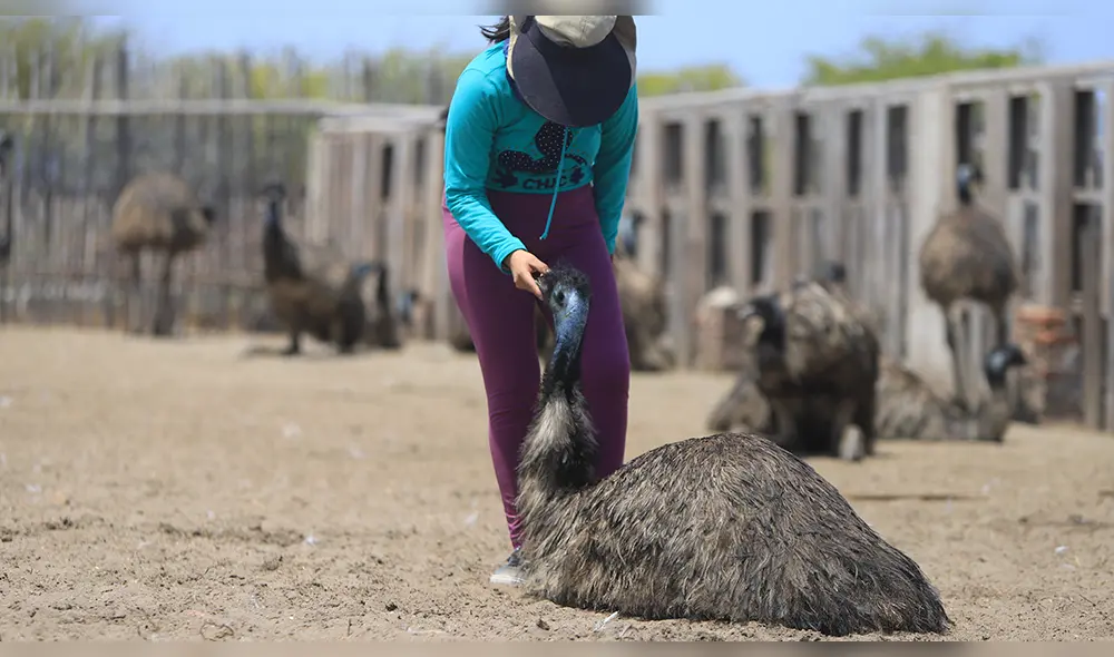 María Isabel Vásquez guía y cuidadora del zoocriadero acaricia a un emú. (Foto: Clinton Medina). María Isabel Vásquez guía y cuidadora del zoocriadero acaricia a un emú. (Foto: Clinton Medina).