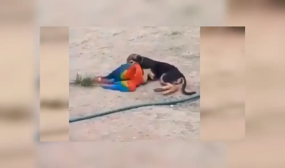 Facebook viral: Perro y loro son pillados en tierna escena de amor y miles se conmueven [VIDEO]