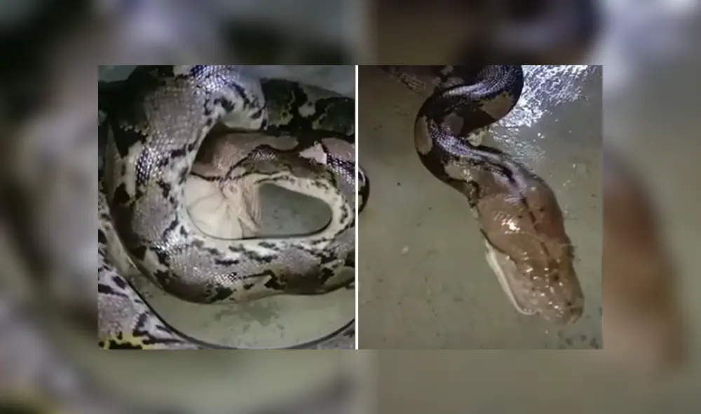 Desliza hacia la izquierda para ver las imágenes del viral de YouTube.