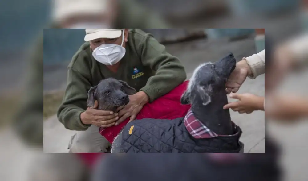 Raza ancestral está en el territorio peruano desde hace miles de años. Foto: Parque de las Leyendas. Raza ancestral está en el territorio peruano desde hace miles de años. Foto: Parque de las Leyendas.