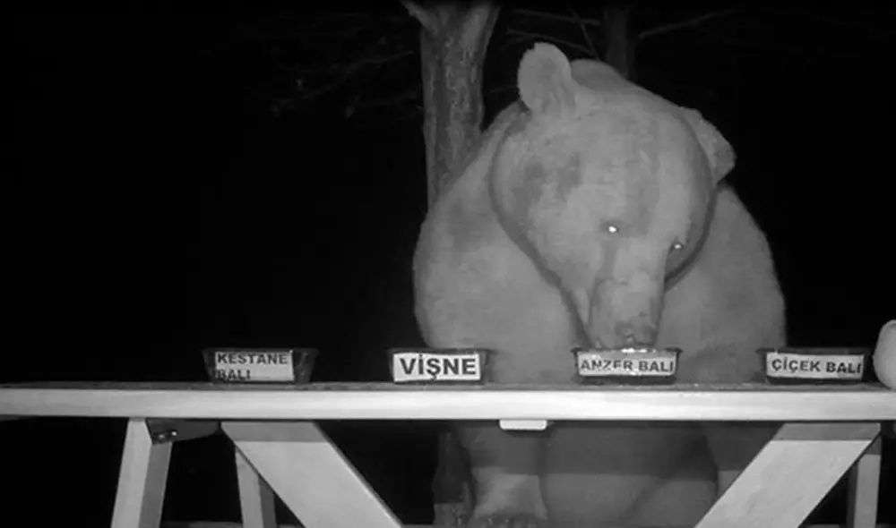 Oso abejas apicultor miel