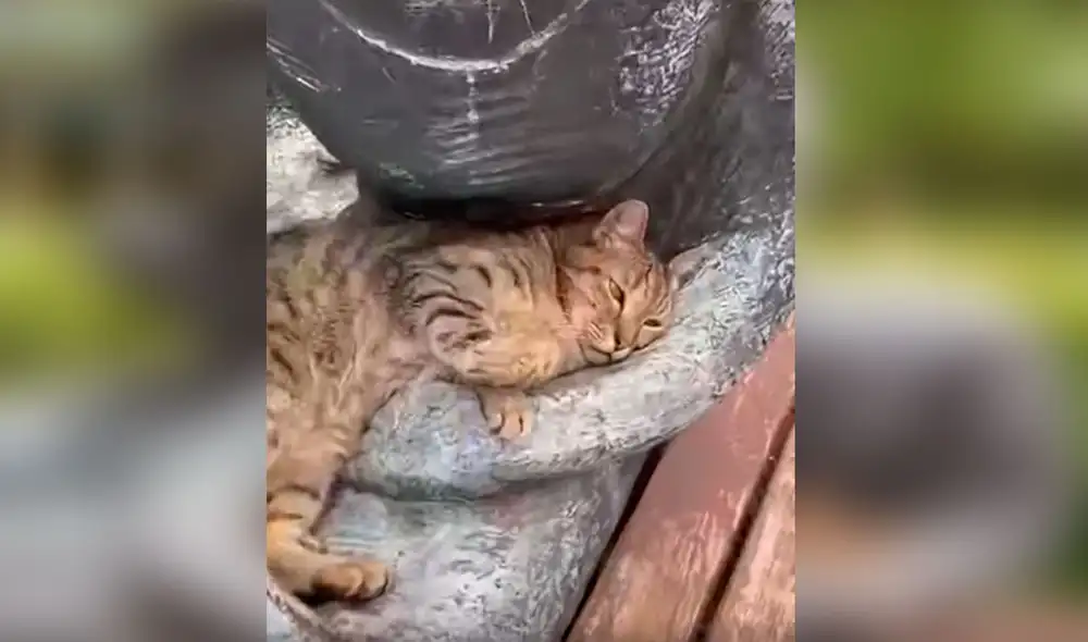 Desliza las imágenes para ver la conmovedora acción de un gato callejero al echarse encima de una estatua. Foto: captura de TikTok