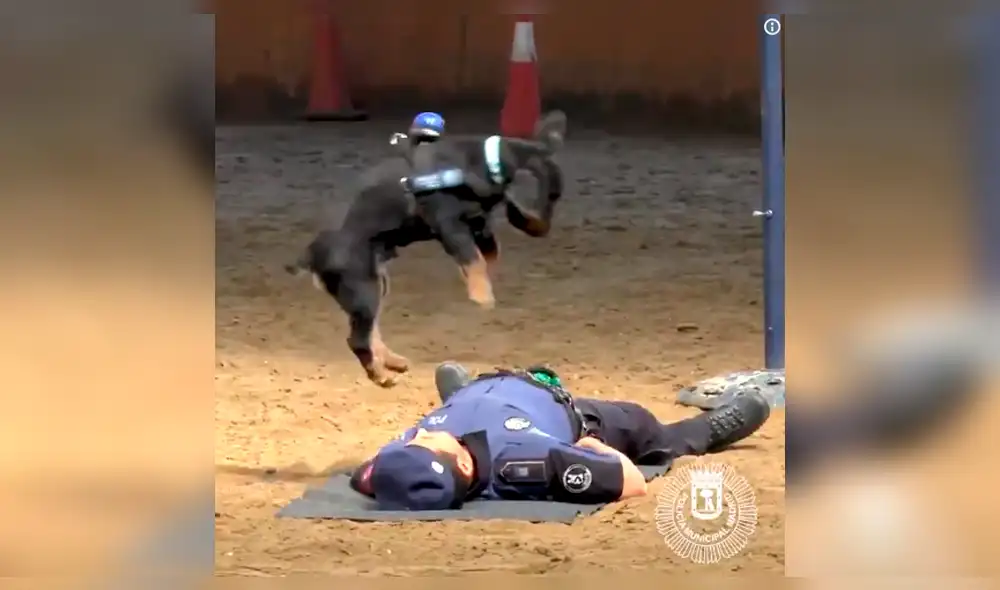 En Facebook: Perro policía se vuelve viral al reanimar a un agente caído [VIDEO]