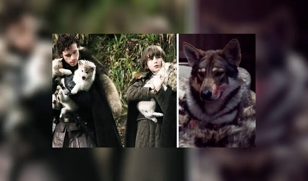 Game of Thrones: estos lobos huargos de los Stark están vivos [VIDEO]