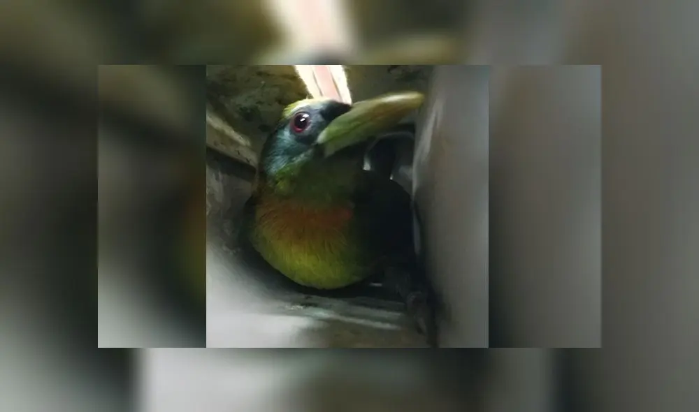 Las tangaras son aves muy sensibles y delicadas, caracterizadas por sus colores llamativos, motivo por el cual son muy solicitadas por traficantes y coleccionistas. (Foto: Serfor) Las tangaras son aves muy sensibles y delicadas, caracterizadas por sus colores llamativos, motivo por el cual son muy solicitadas por traficantes y coleccionistas. (Foto: Serfor)