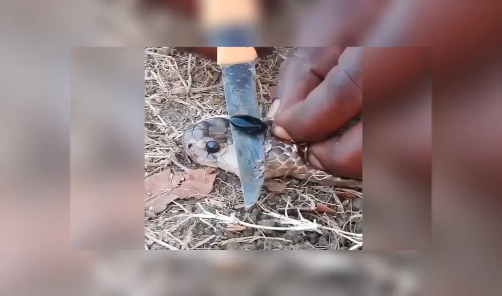 YouTube viral: joven le extrae ‘piedra’ a cobra real para crear antídoto contra letal veneno YouTube viral: joven le extrae ‘piedra’ a cobra real para crear antídoto contra letal veneno