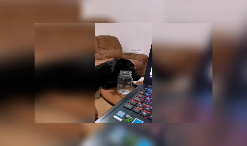 Desliza las imágenes para observar el terrible momento que vivió un perro al no lograr quitarle un pan a su dueña. Foto: Captura. Desliza las imágenes para observar el terrible momento que vivió un perro al no lograr quitarle un pan a su dueña. Foto: Captura.