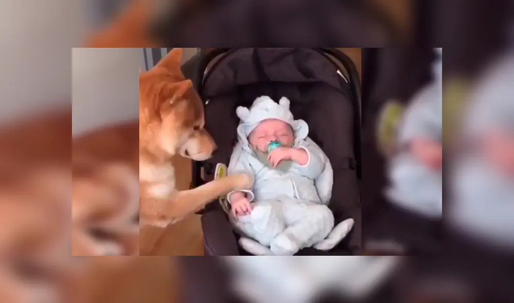 Mamá dejó prendida la cámara de su celular y cuando revisó las imágenes se llevó una gran sorpresa al ver singular episodio entre su bebé y su mascota. Video es viral en Facebook Mamá dejó prendida la cámara de su celular y cuando revisó las imágenes se llevó una gran sorpresa al ver singular episodio entre su bebé y su mascota. Video es viral en Facebook