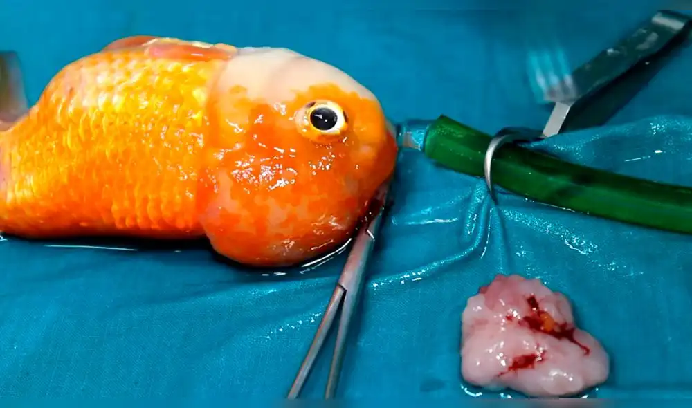 YouTube: pez tenía tumor en la cabeza y así fue su exitosa operación