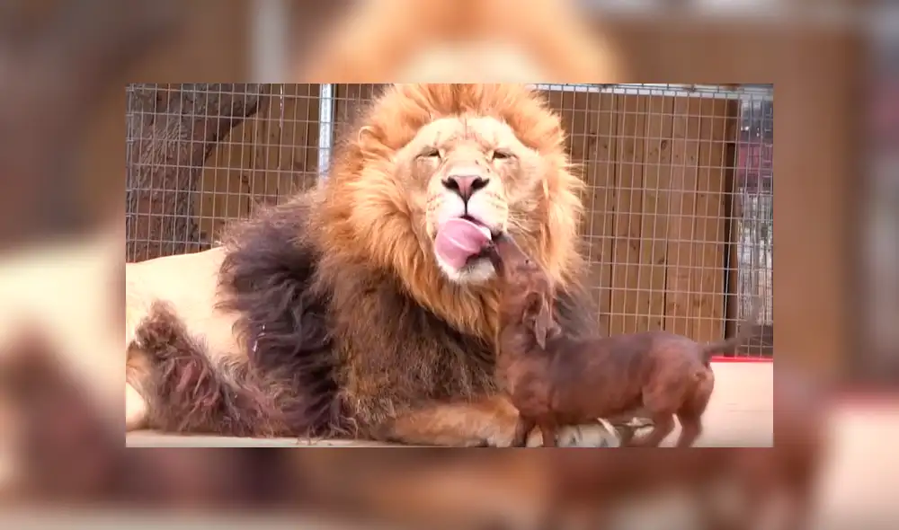 Facebook viral: valiente perro dentro de jaula de león asusta a usuarios [VIDEO]