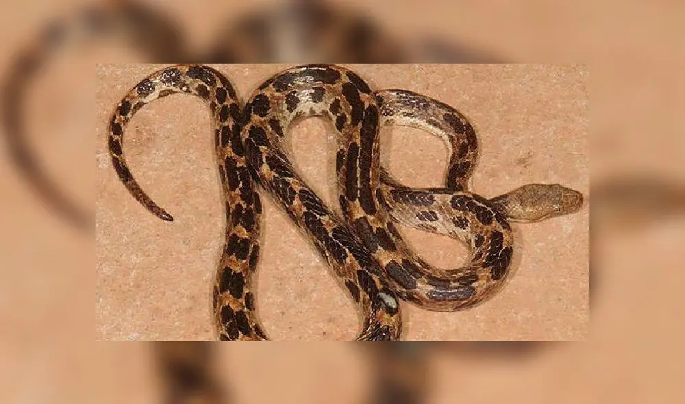Chinese virologist Shi Zhengli (L) is seen inside the P4 laboratory in Wuhan, capital of China's Hubei province on February 23, 2017. - The P4 epidemiological laboratory was built in co-operation with French bio-industrial firm Institut Merieux and the Chinese Academy of Sciences. (Photo by Johannes EISELE / AFP)