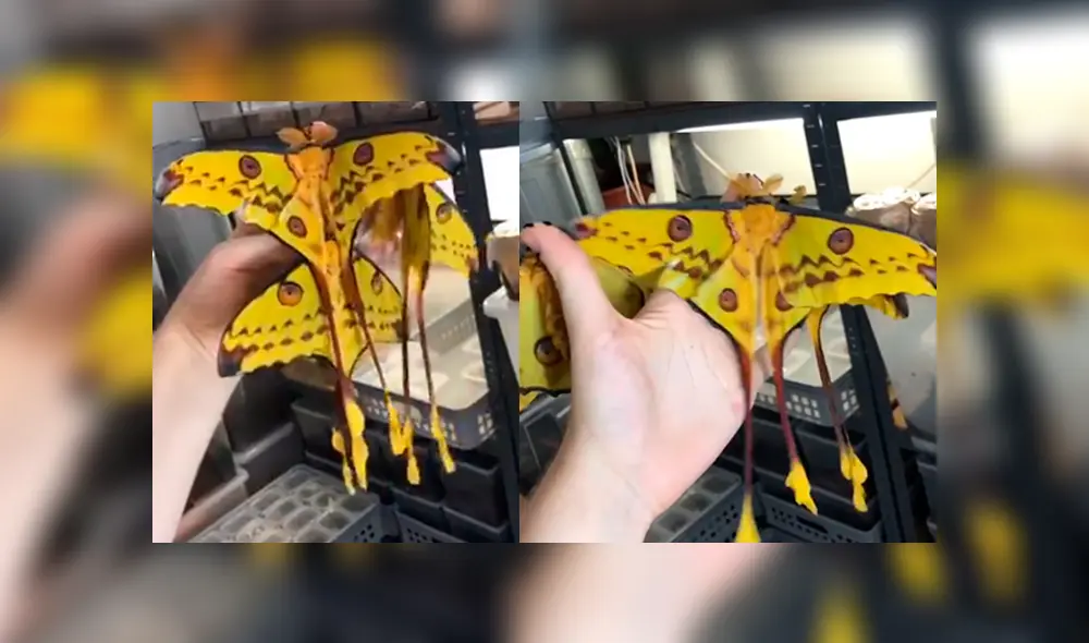 Desliza para ver la mariposa que ha sorprendido a todos en YouTube. Foto: Captura.