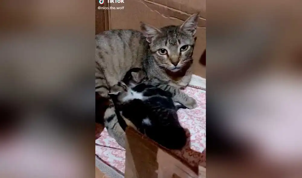 Desliza las imágenes para conocer un poco más de esta gatita que fue rescatada junto con sus bebés cuando más lo necesitaba. Foto: captura de TikTok/nico.the.wolf