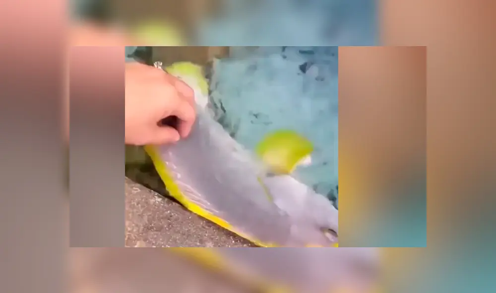 YouTube viral: hombre acaricia a extraño pez y este enternece al comportarse como una ‘mascota’