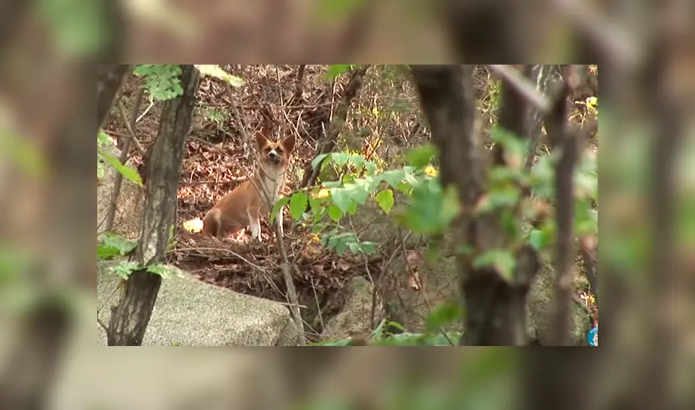 Desliza hacia la izquierda para ver el conmovedor rescate que hizo un grupo de jóvenes a dos pequeños perros callejeros. El video es viral en YouTube.