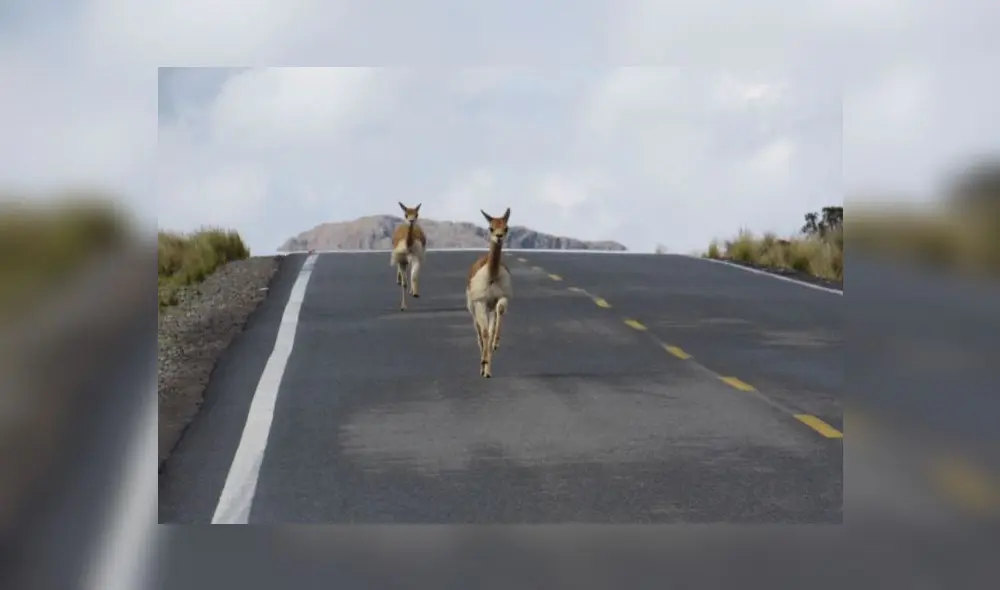 Coronavirus Coronavirus