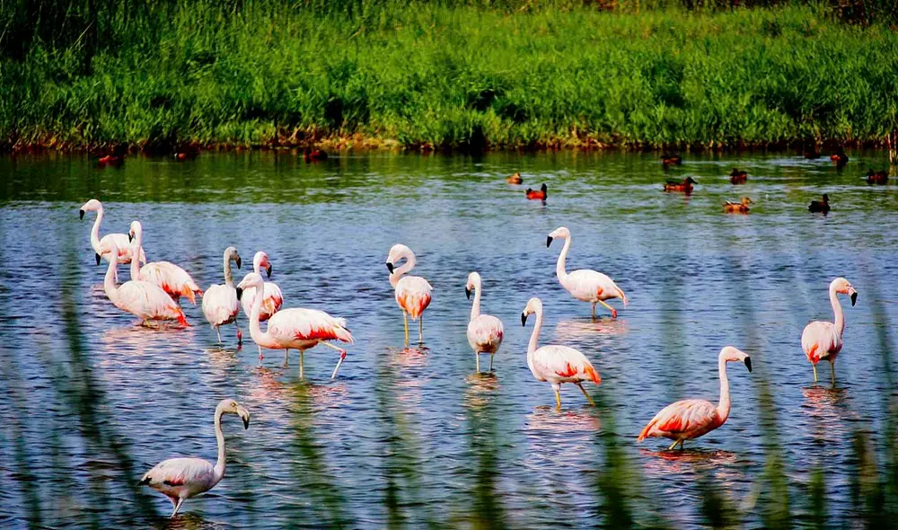 Primer grupo esta conformado por diez áreas naturales protegidas. Foto: Sernanp.
