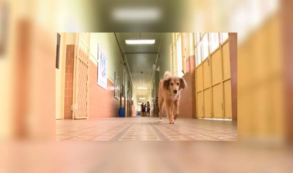 YouTube: Amarelo, el perro que vive desde hace 16 años en las aulas de un colegio 