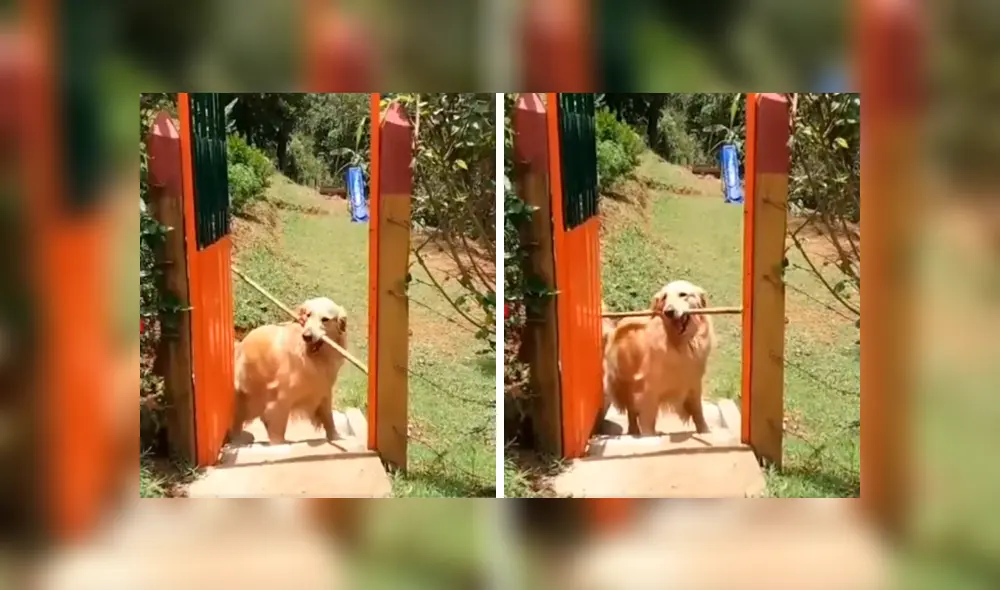 Desliza las imágenes para conocer la divertida acción de un perro para cruzar una diminuta puerta. Foto: Clarín. Desliza las imágenes para conocer la divertida acción de un perro para cruzar una diminuta puerta. Foto: Clarín.