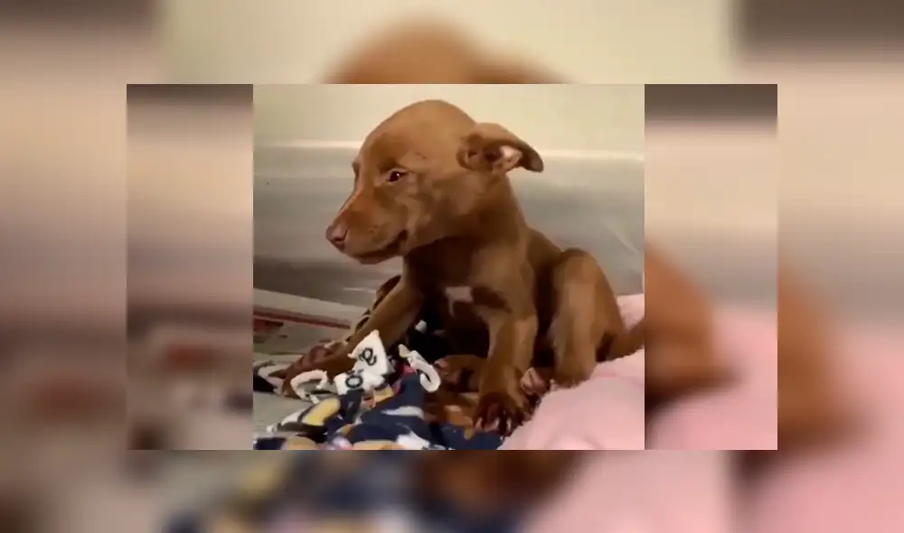 Vía Facebook: tierno cachorro 'sonrie' al saber que será adoptado y tendrá nueva familia [VIDEO] 
