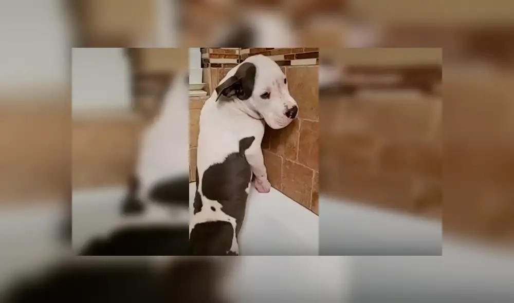 Video es viral en YouTube. El can se rehusaba a ver el agua correr por la tina y adoptó un peculiar comportamiento que su dueña no dudó en grabar