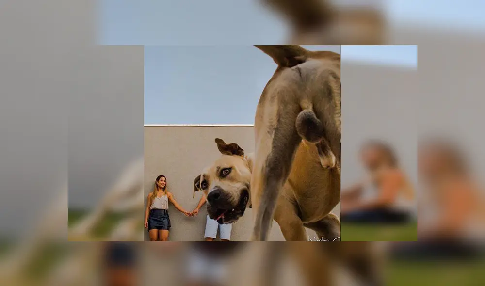 En Facebook, un travieso perro arruinó la sesión de fotos de sus dueños al colocarse delante de la cámara.