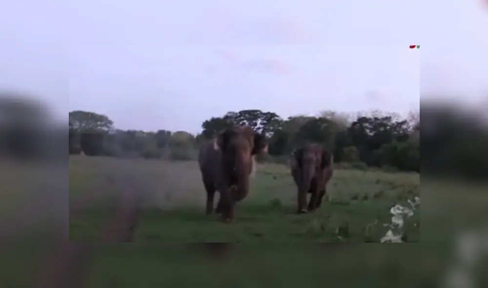 Video es viral en YouTube. El grupo de turistas tuvo que manejar a toda velocidad durante un safari para no ser alcanzado por la manada de paquidermos. Video es viral en YouTube. El grupo de turistas tuvo que manejar a toda velocidad durante un safari para no ser alcanzado por la manada de paquidermos.