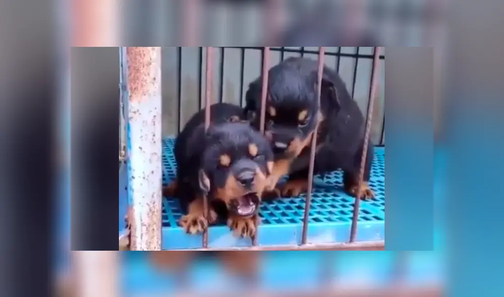El pequeño rottweiler lloraba de nerviosismo por haber quedado atrapado. Foto: captura